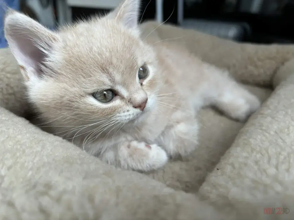 В продаже шотландские котята
