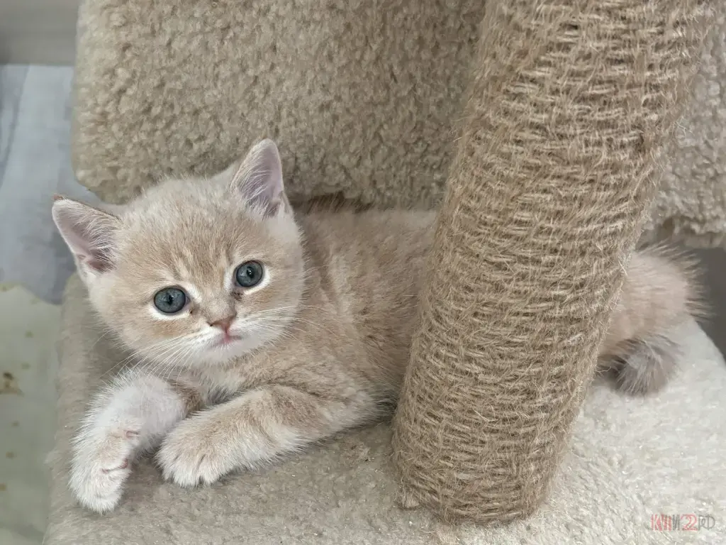 В продаже шотландские котята