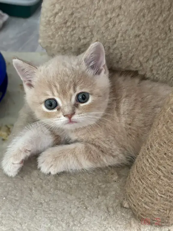 В продаже шотландские котята