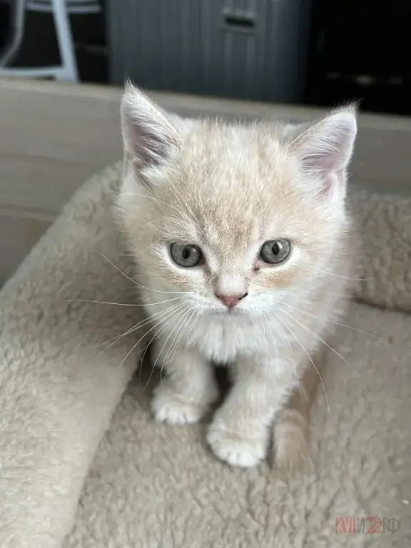 В продаже шотландские котята