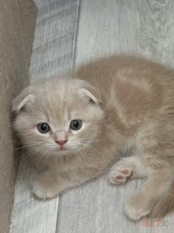 В продаже шотландские котята