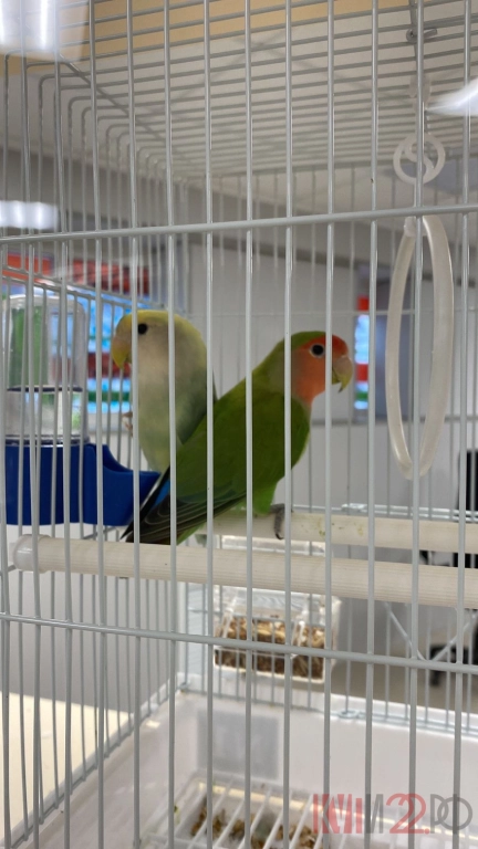 Магазин ZOOBET, теперь у нас есть птички