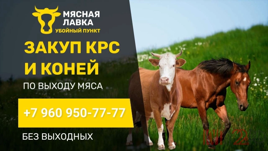 Закуп КРС и коней по выходу мяса