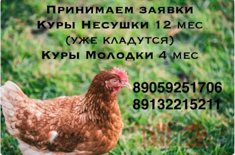Принимаем заявки на кур несушек 12 мес, кур молодок 4 мес
