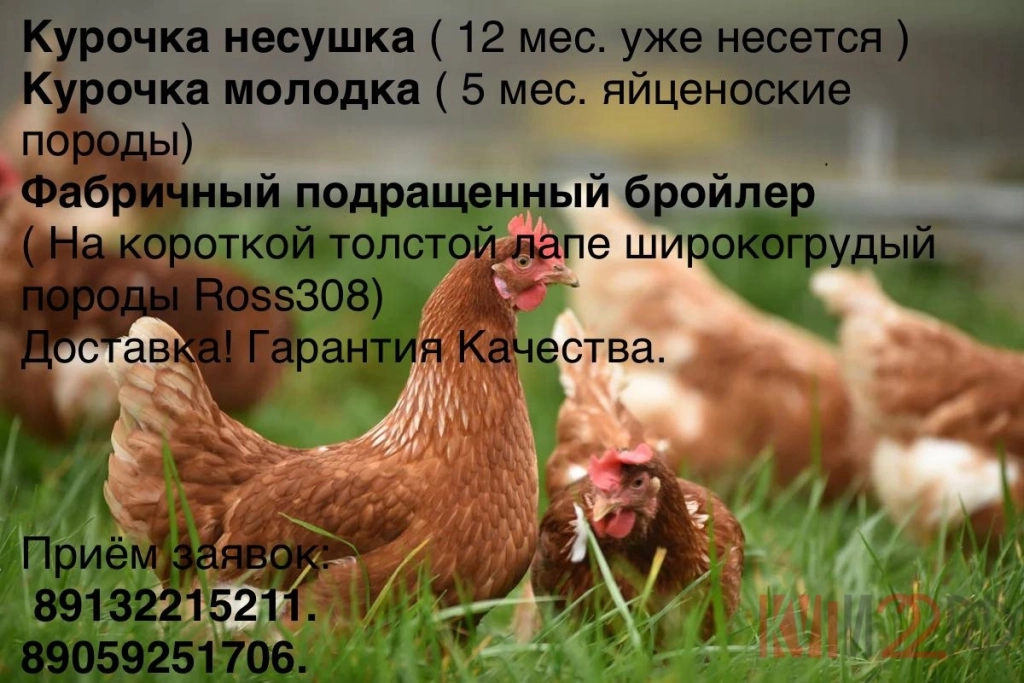 Принимаем заявки на кур несушек 12 мес, кур молодок 4 мес, бройлеров