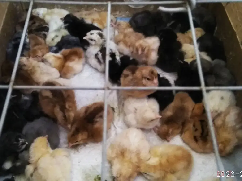 Cуточные цыплята в Шипуново